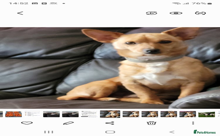 Mixed Breed dogs - Advert 13