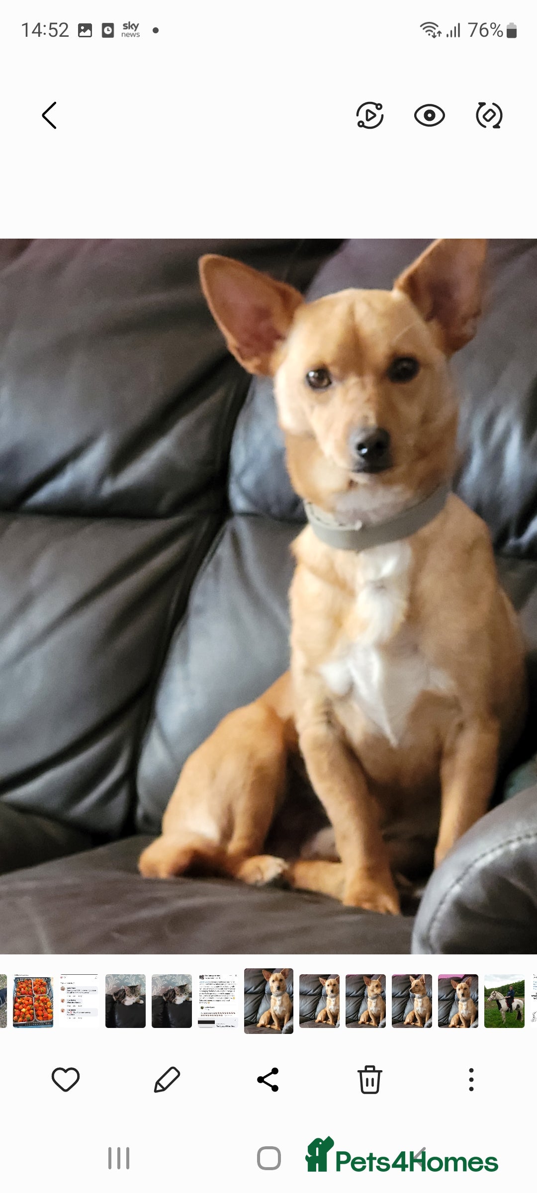 Mixed Breed dogs for sale: Stig  - Image 1