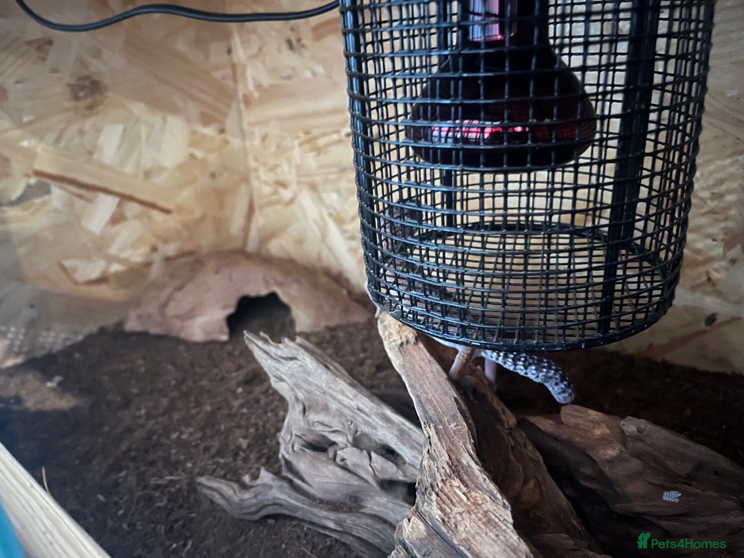 Leopard Gecko reptiles for sale: 2 leopard geckos and full set up  - Advert 3