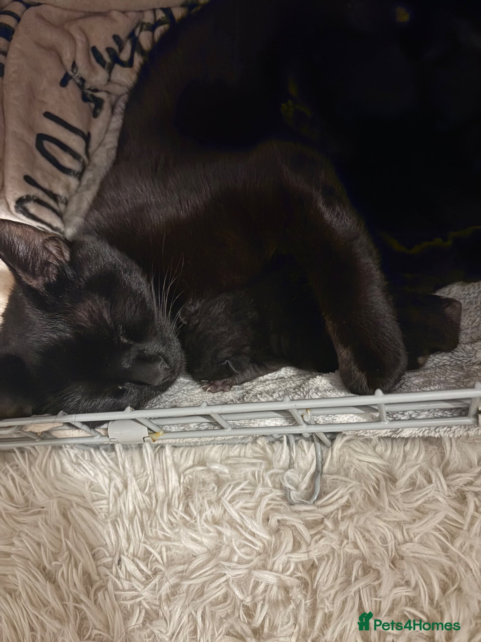 Domestic Shorthair cats 🐾 Adorable Kittens – Ready 11th May 🐾 - Advert 1