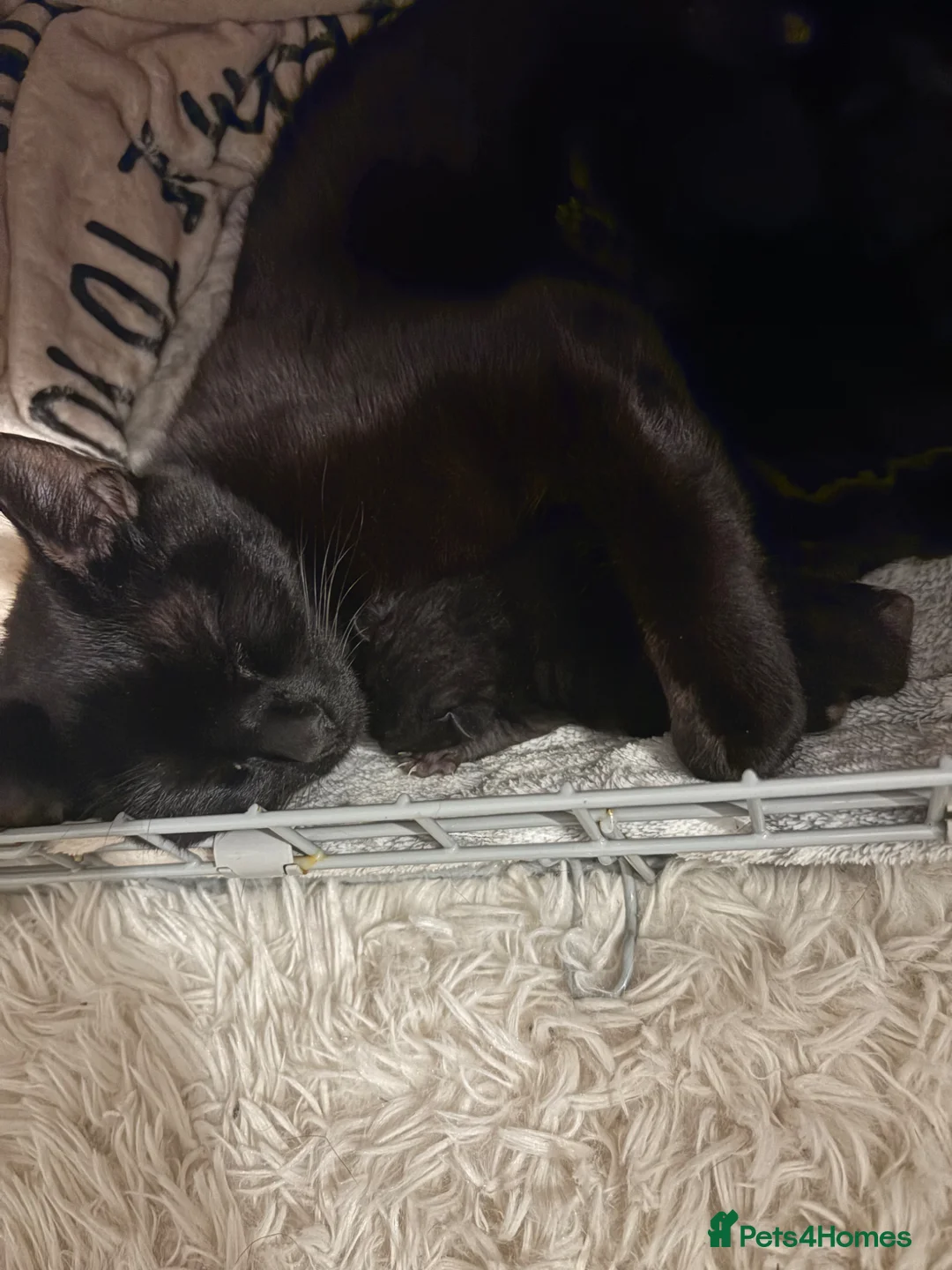 Domestic Shorthair cats for sale: 🐾 Adorable Kittens – Ready 11th May 🐾 - Advert 1