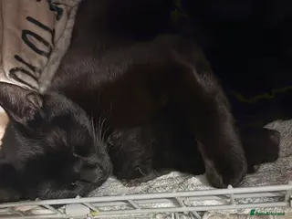 Domestic Shorthair cats 🐾 Adorable Kittens – Ready 11th May 🐾 - Advert 1