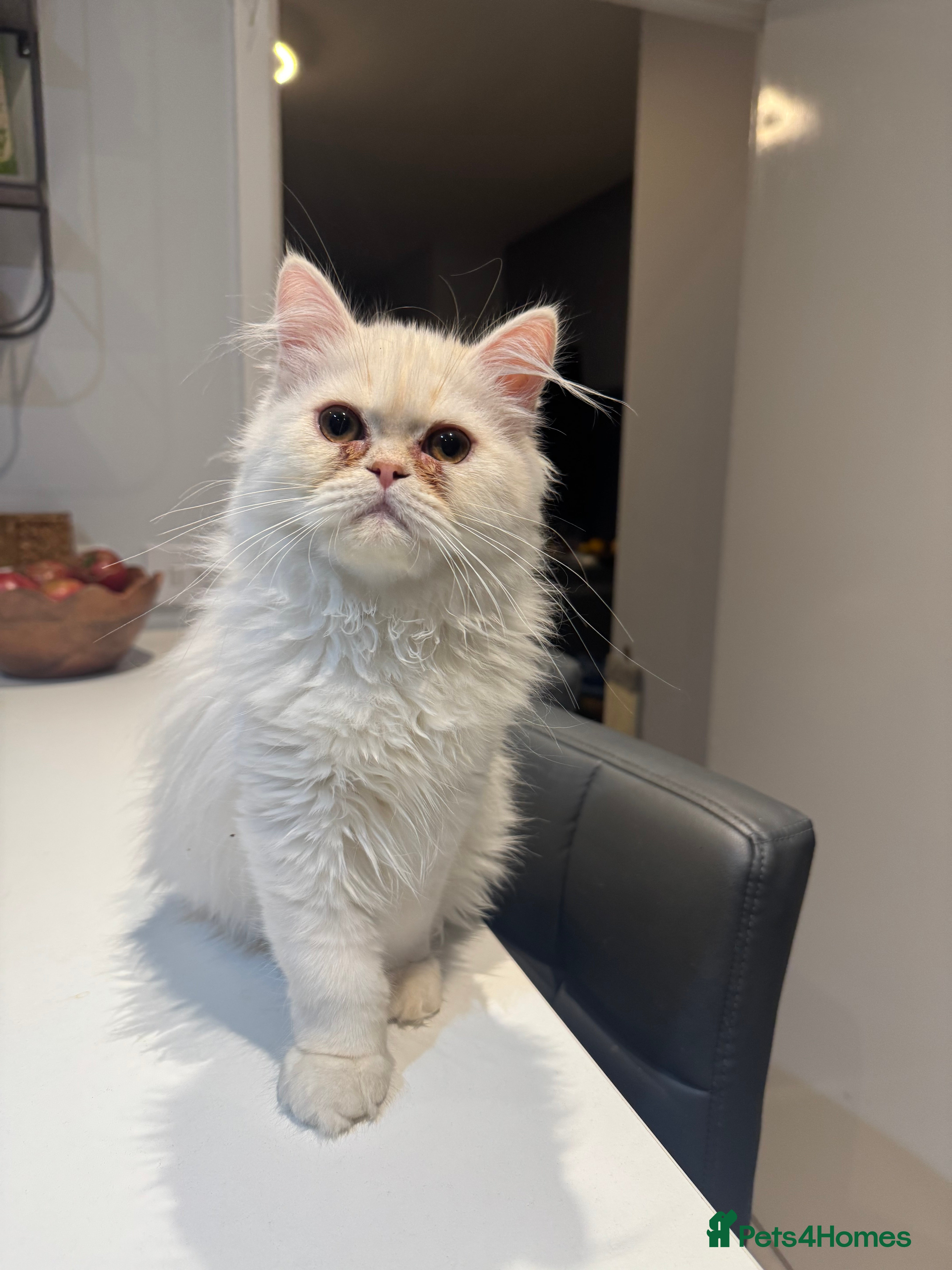 Persian cats Beautiful Persian Kittens Available forLovingHomes - Advert 2