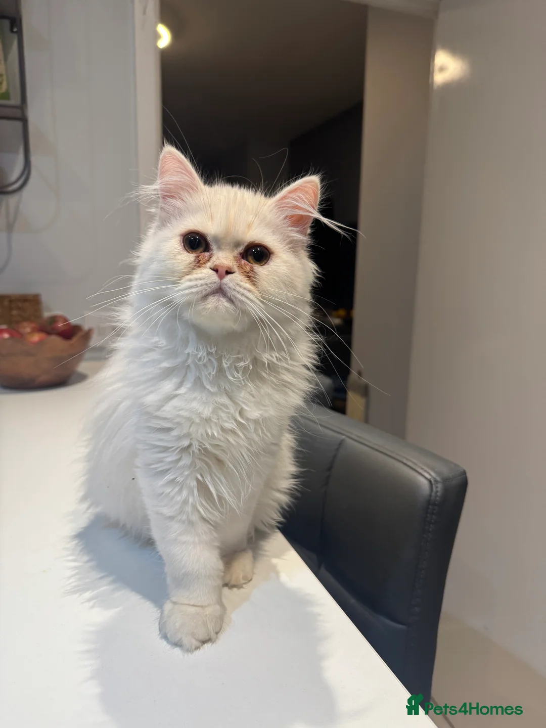 Persian cats for sale: Beautiful Persian Kittens Available forLovingHomes - Advert 2