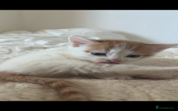 American Shorthair cats for sale: 2 ginger and white calico kittens  - Advert 11