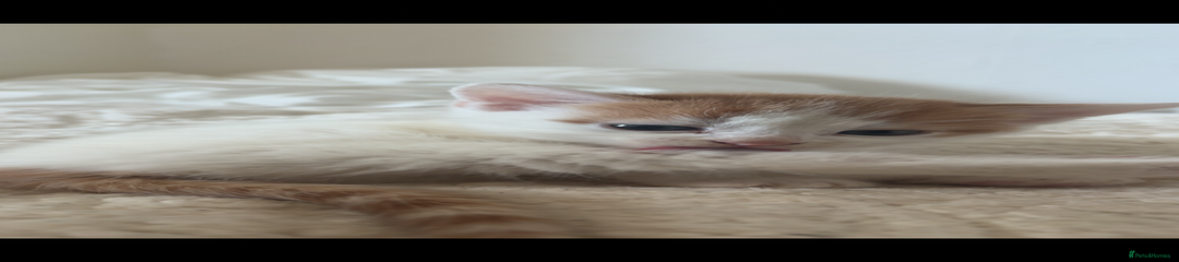 American Shorthair Kitten 2