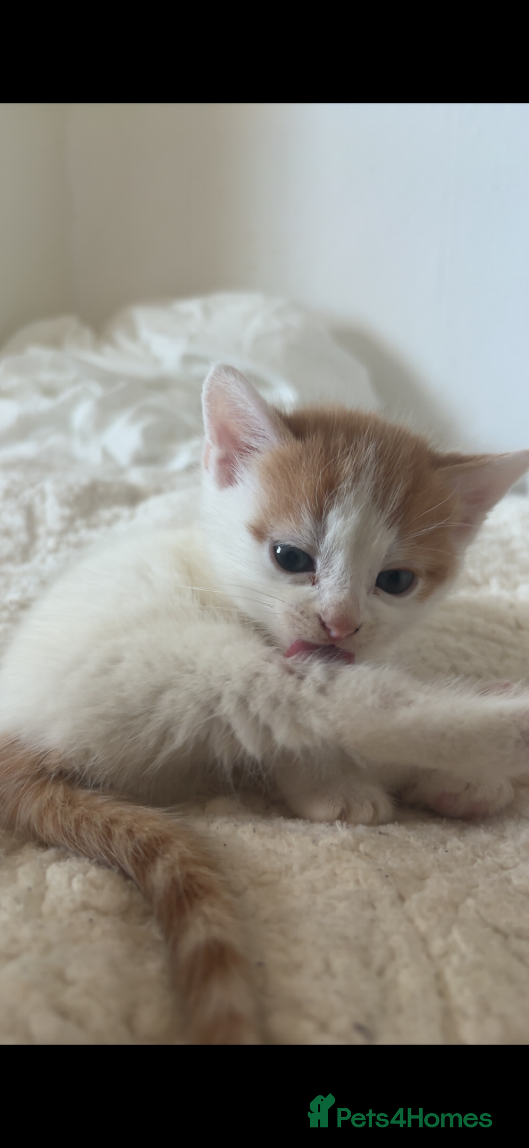 American Shorthair cats for sale: 2 ginger and white calico kittens  - Advert 11