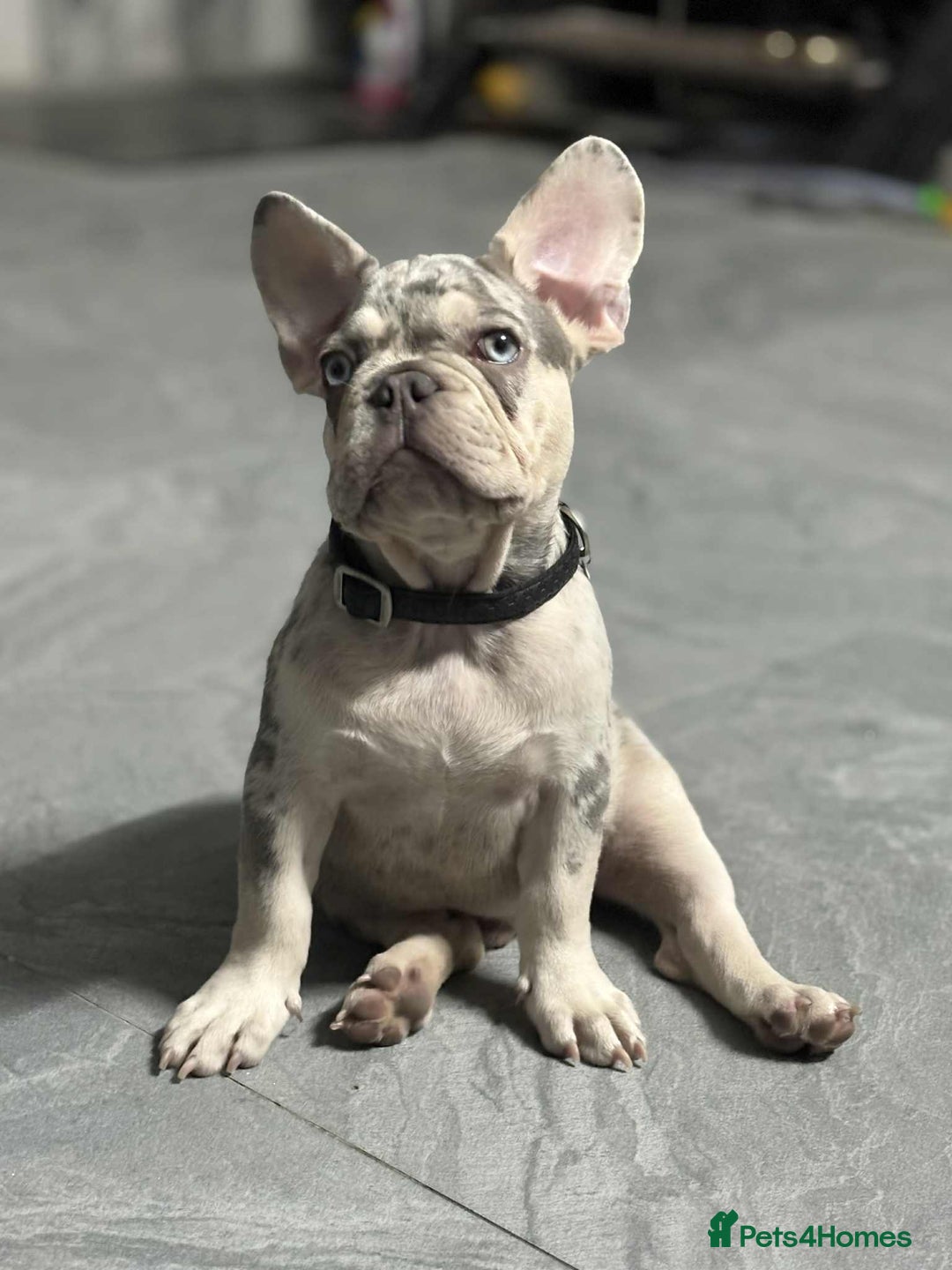 French Bulldog dogs for sale: Rare-Coloured Purebred French Bulldog Puppy  - Image 3