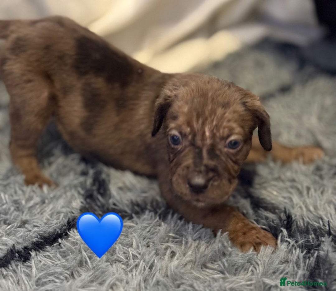 Cane Corso dogs for sale: Cane Corso puppies - Image 10