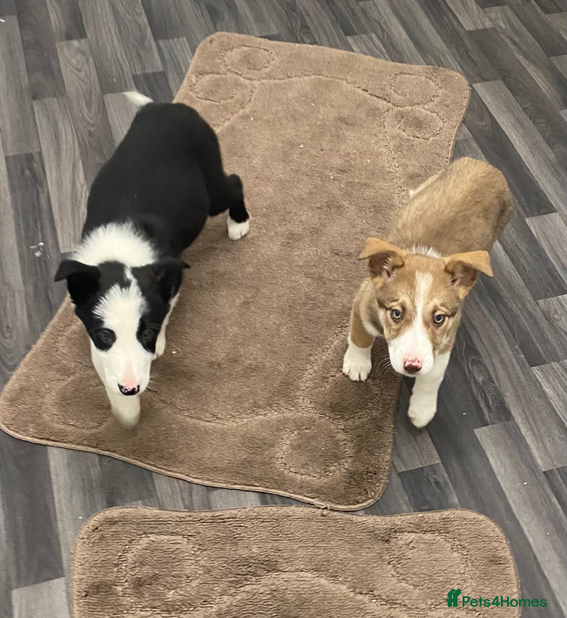 Mixed Breed dogs husky x pointer puppies  - Advert 16