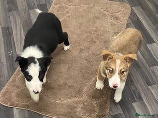 Mixed Breed dogs husky x pointer puppies - Advert 3