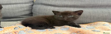 British Shorthair Kitten 5