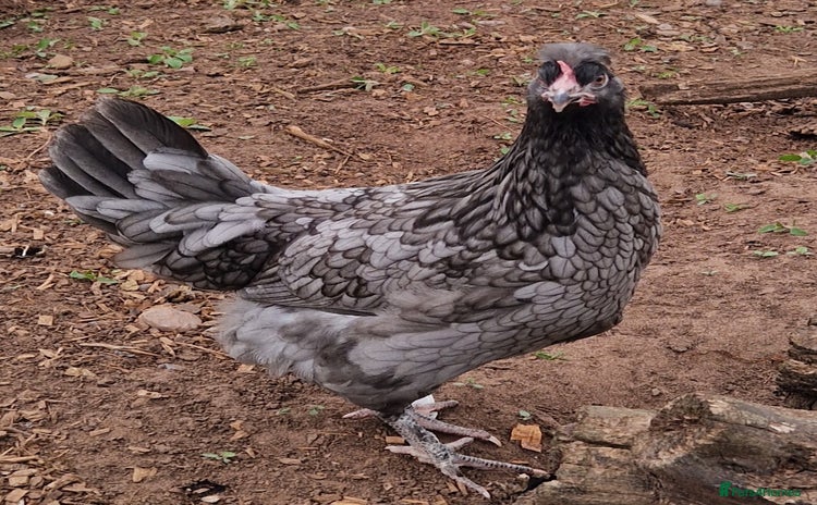 Chickens poultry - Advert 11