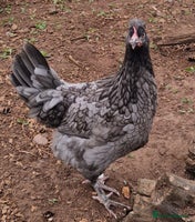 Chickens poultry - Advert 4