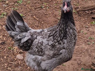 Chickens poultry - Advert 36