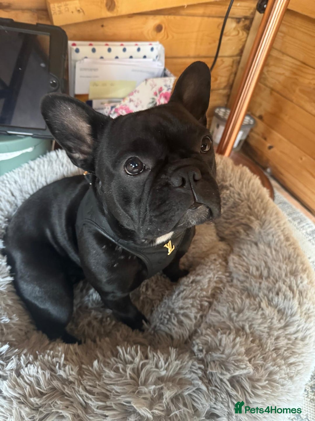 French Bulldog dogs for sale: Gorgeous little girl 17m - Image 6