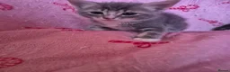 Arabian Mau cats for sale: Male kittens available  - Advert 4