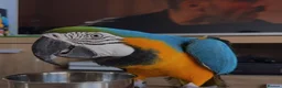 Macaws birds for sale: Very tame blue and gold macaw  in Tamworth - Advert 4