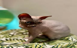 Sphynx cats for stud: BOY FOR STUD !  - Image 2
