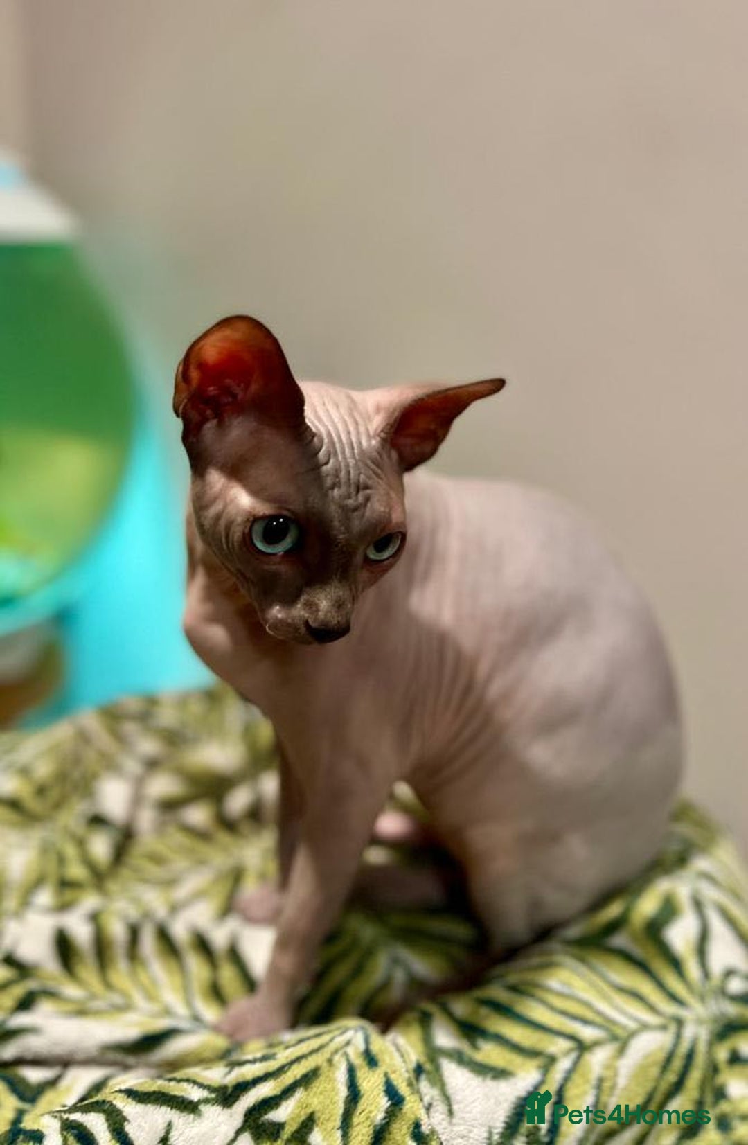 Sphynx cats for stud: BOY FOR STUD !  - Image 2