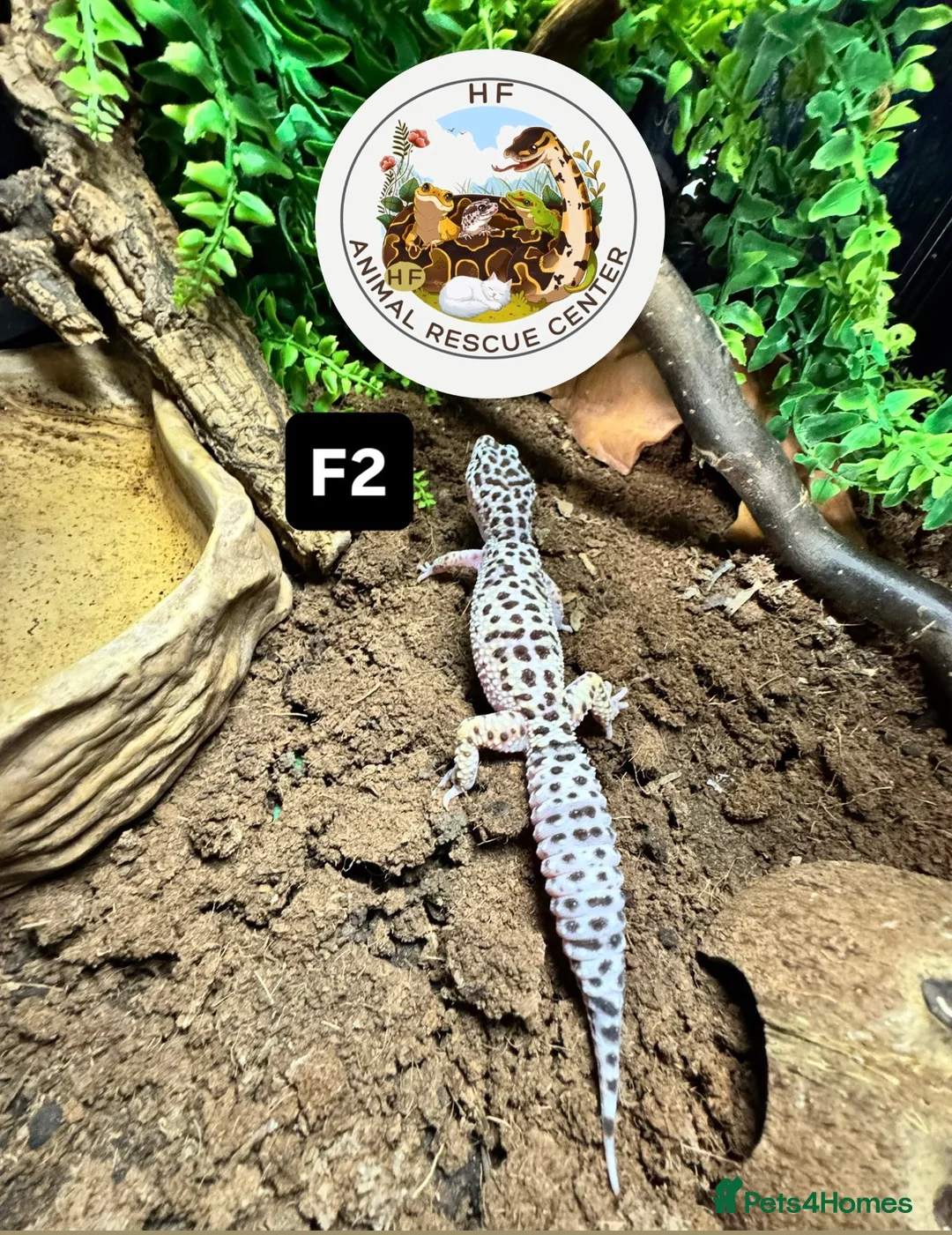 Leopard Gecko reptiles for sale: crested & leopard geckos - possible a full setup  - Advert 14
