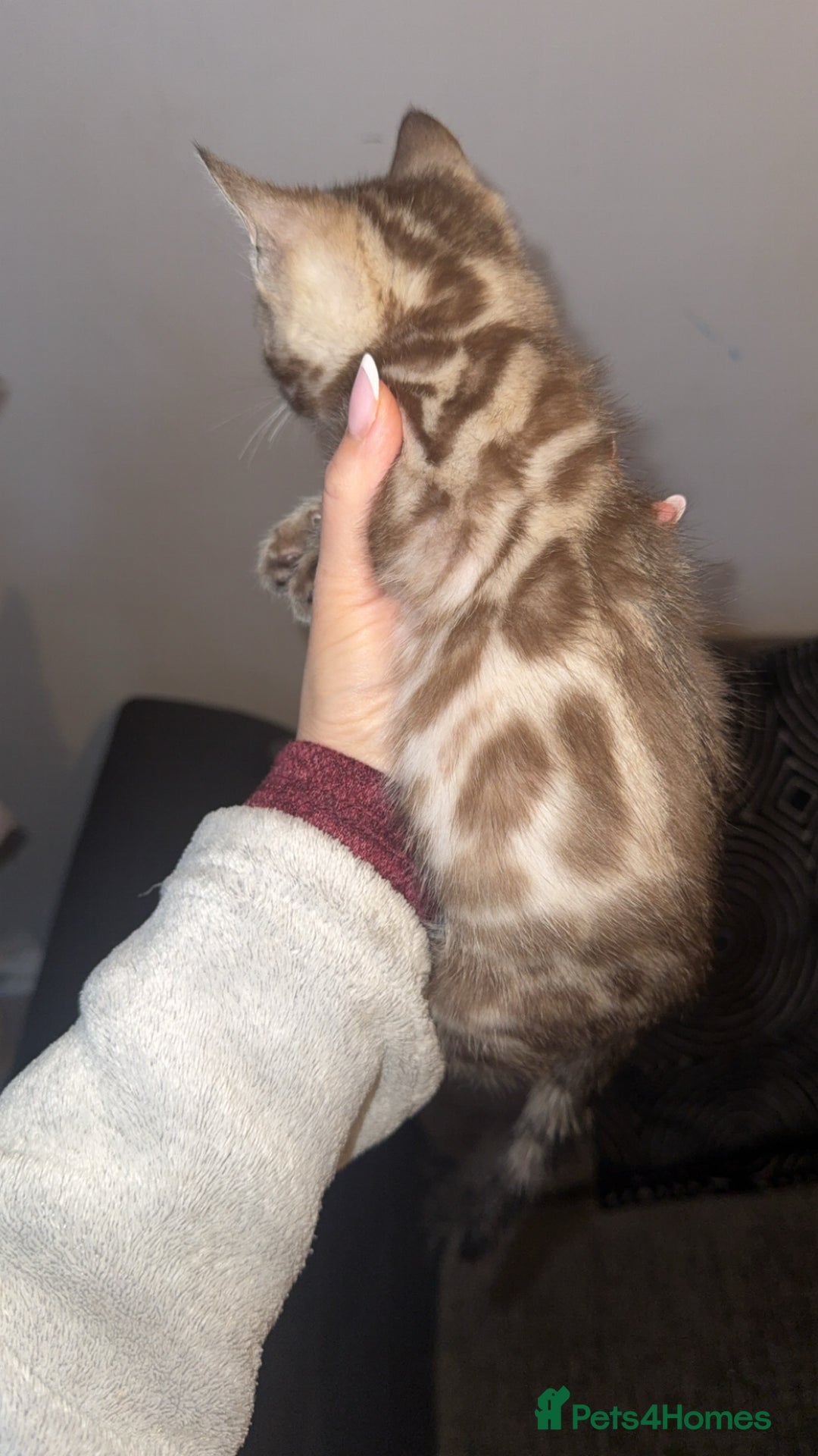 Bengal cats for sale: Bengal kittens  - Advert 20