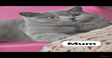 British Shorthair cats - Advert 7