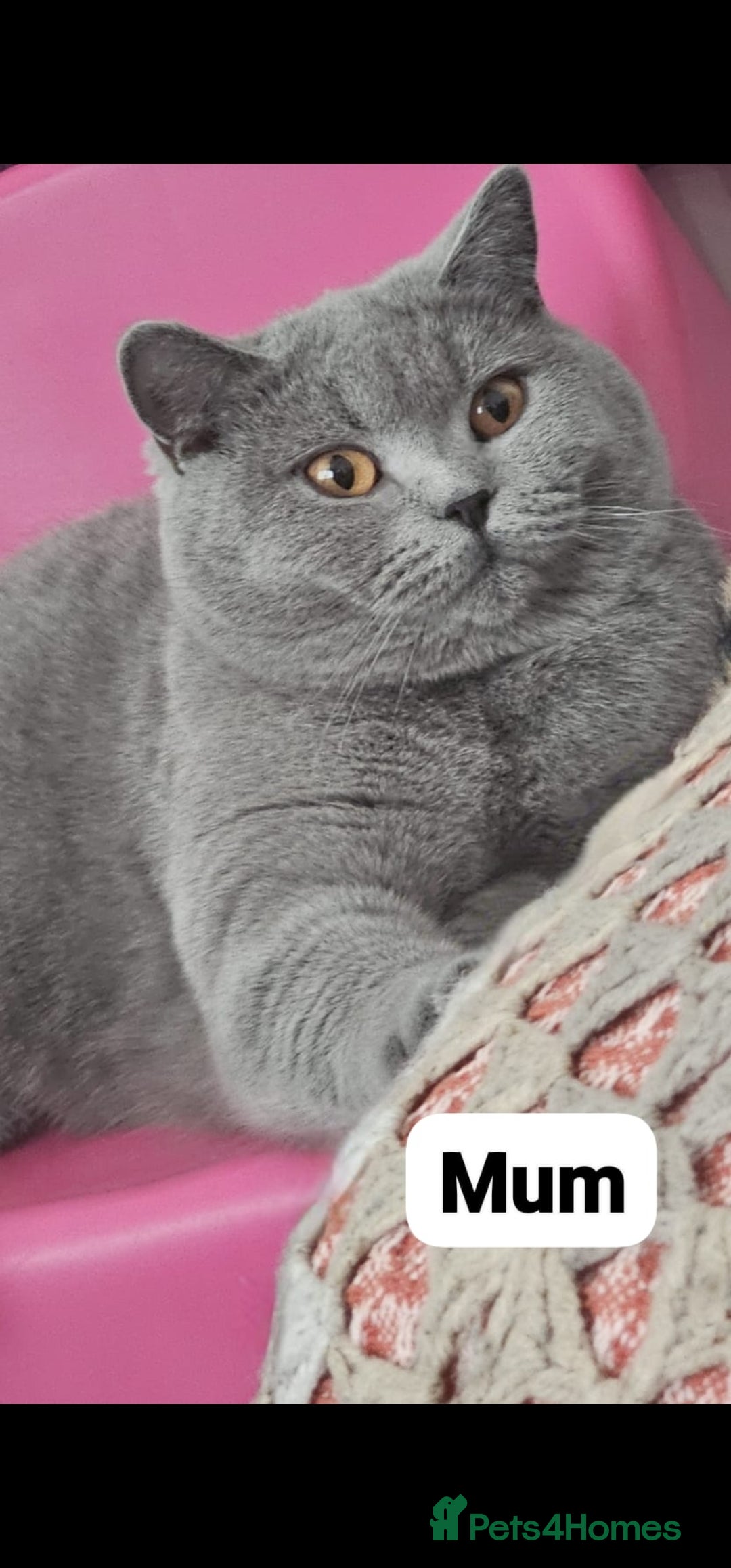 British Shorthair cats for sale: Pure british shorthair kittens 😸  - Image 2