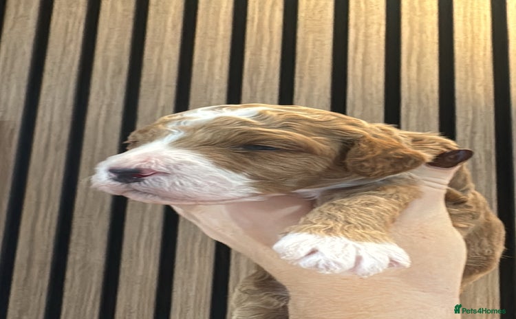 Double Doodle dogs Irish Doodle x Australian Labradoodle   - Advert 1