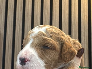 Double Doodle dogs Irish Doodle x Australian Labradoodle - Advert 1