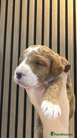 Double Doodle dogs Irish Doodle x Australian Labradoodle - Advert 1