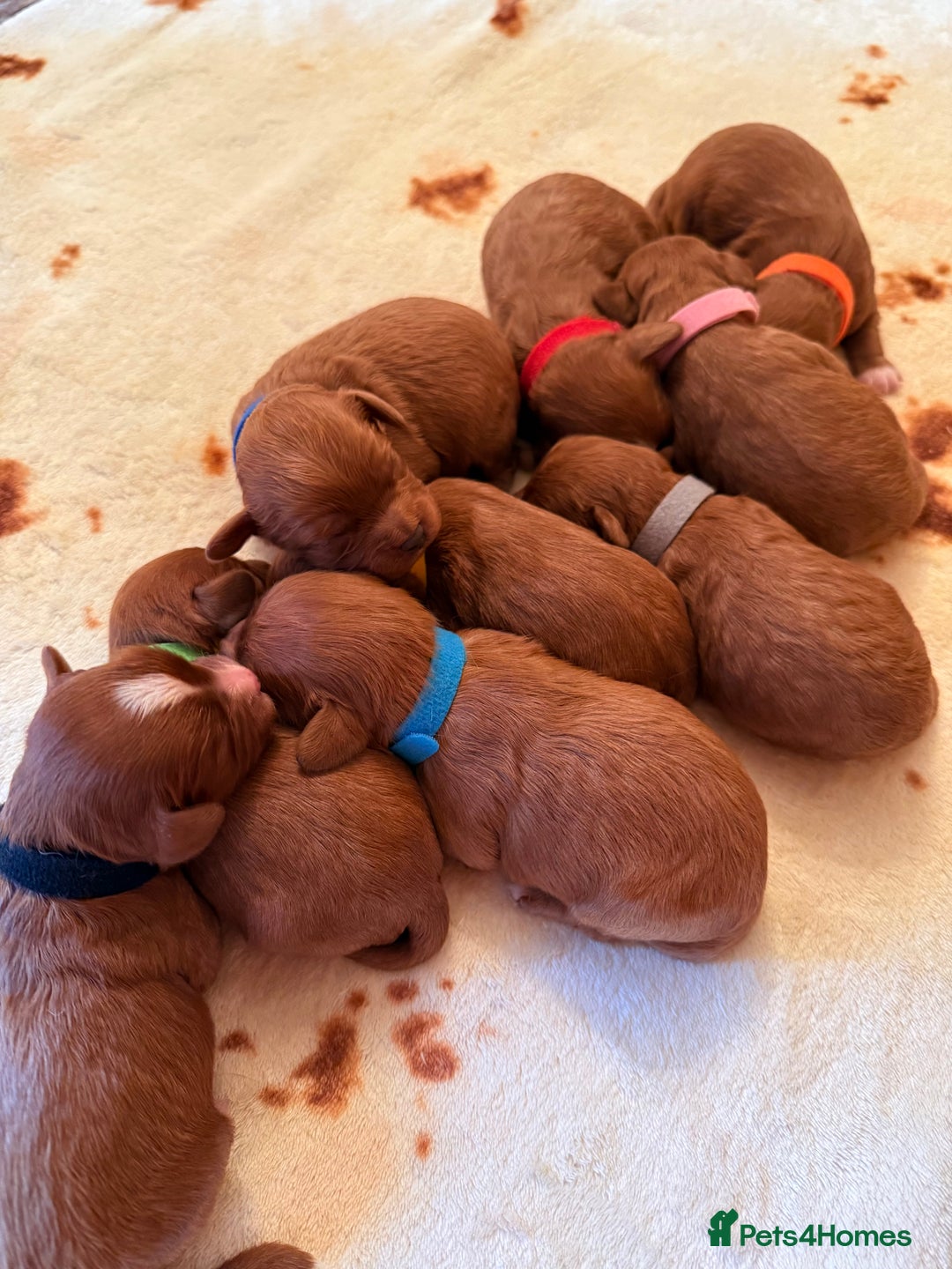 Cavapoo dogs for sale: *Stunning Ruby Red F1 Cavapoo Puppies For Sale* - Advert 9