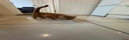 Domestic Shorthair cats for sale: Tabby - beautiful boy - Advert 8