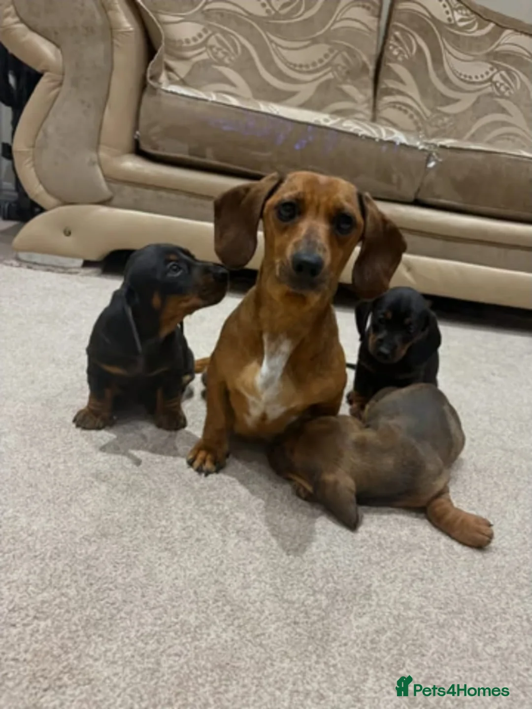 Miniature Dachshund dogs for sale: MINIATURE DACHSHUND PUPPIES FOR SALE in Aberdeen - Advert 5