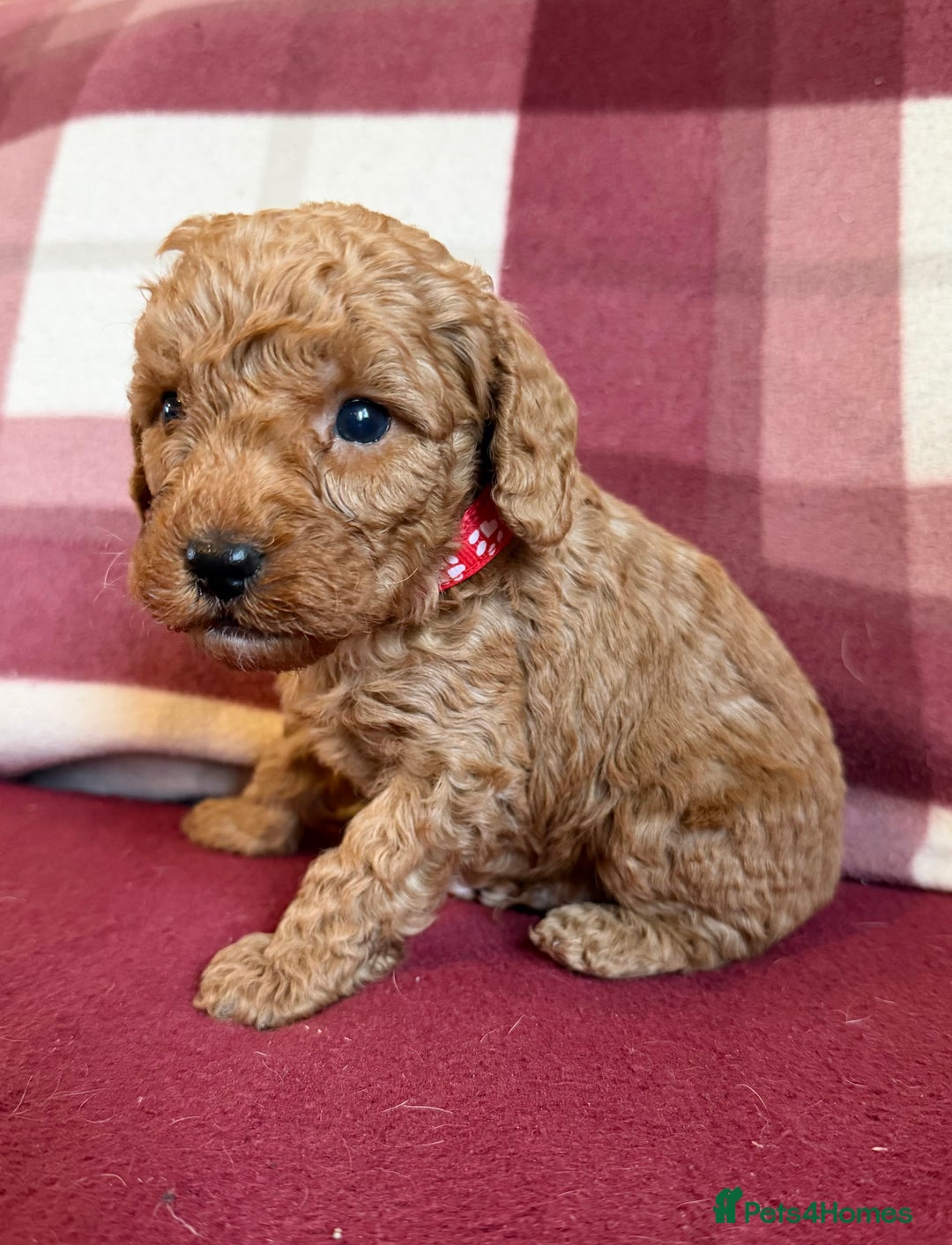 Labradoodle dogs for sale: Adorable Miniature Labradoodle F1bb Puppies🤩 - Image 13