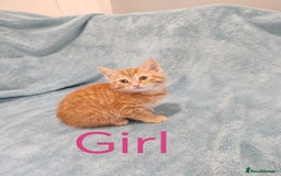 Mixed Breed cats for sale: BEAUTIFUL KITTENS VIDEOS - Image 1
