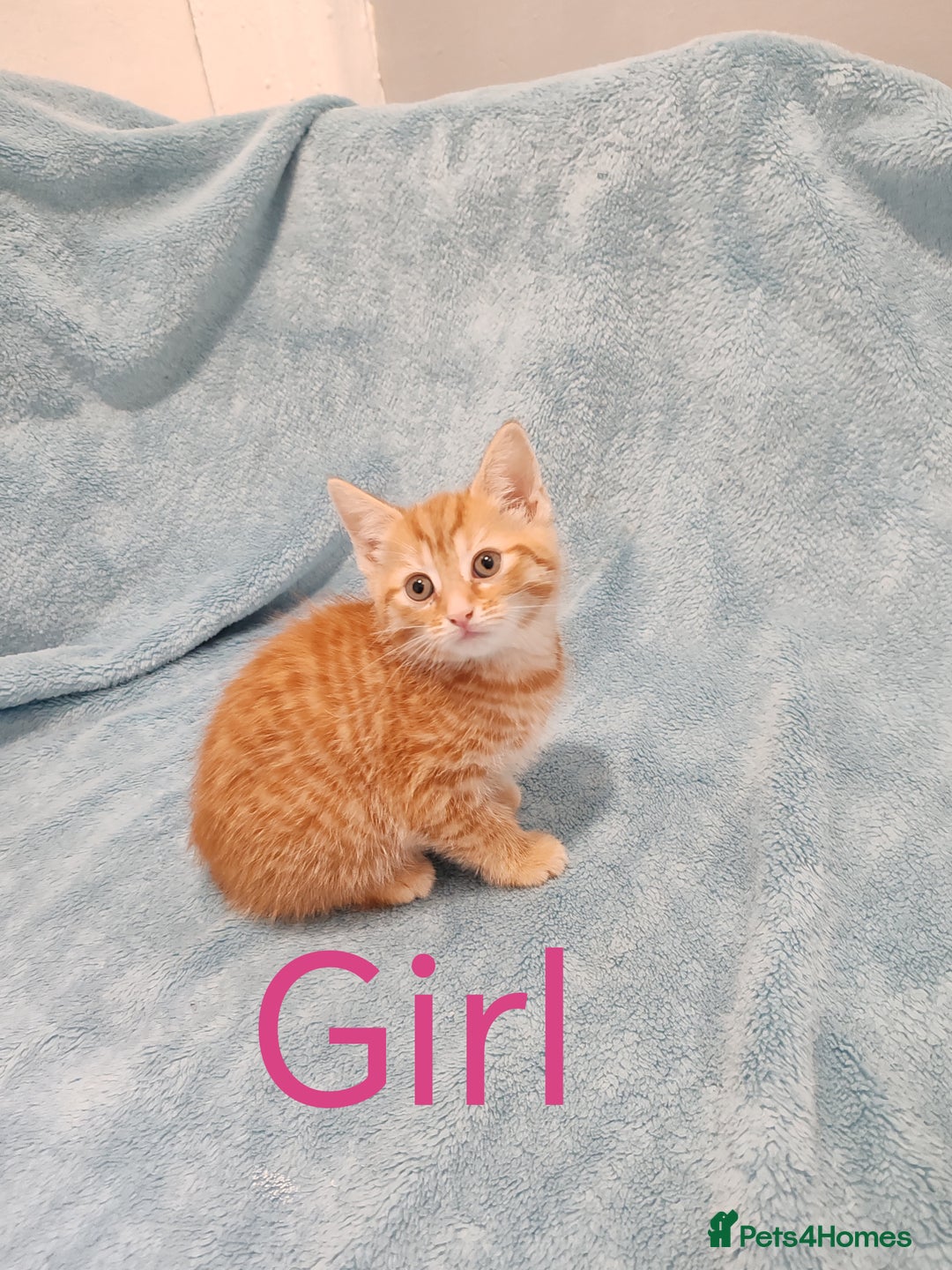 Mixed Breed cats for sale: BEAUTIFUL KITTENS VIDEOS - Image 1