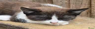 Black/Brown and White (nicknamed Gary)