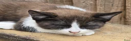 Mixed Breed cats for sale: Gorgeous Kittens Ready NOW! - Advert 3