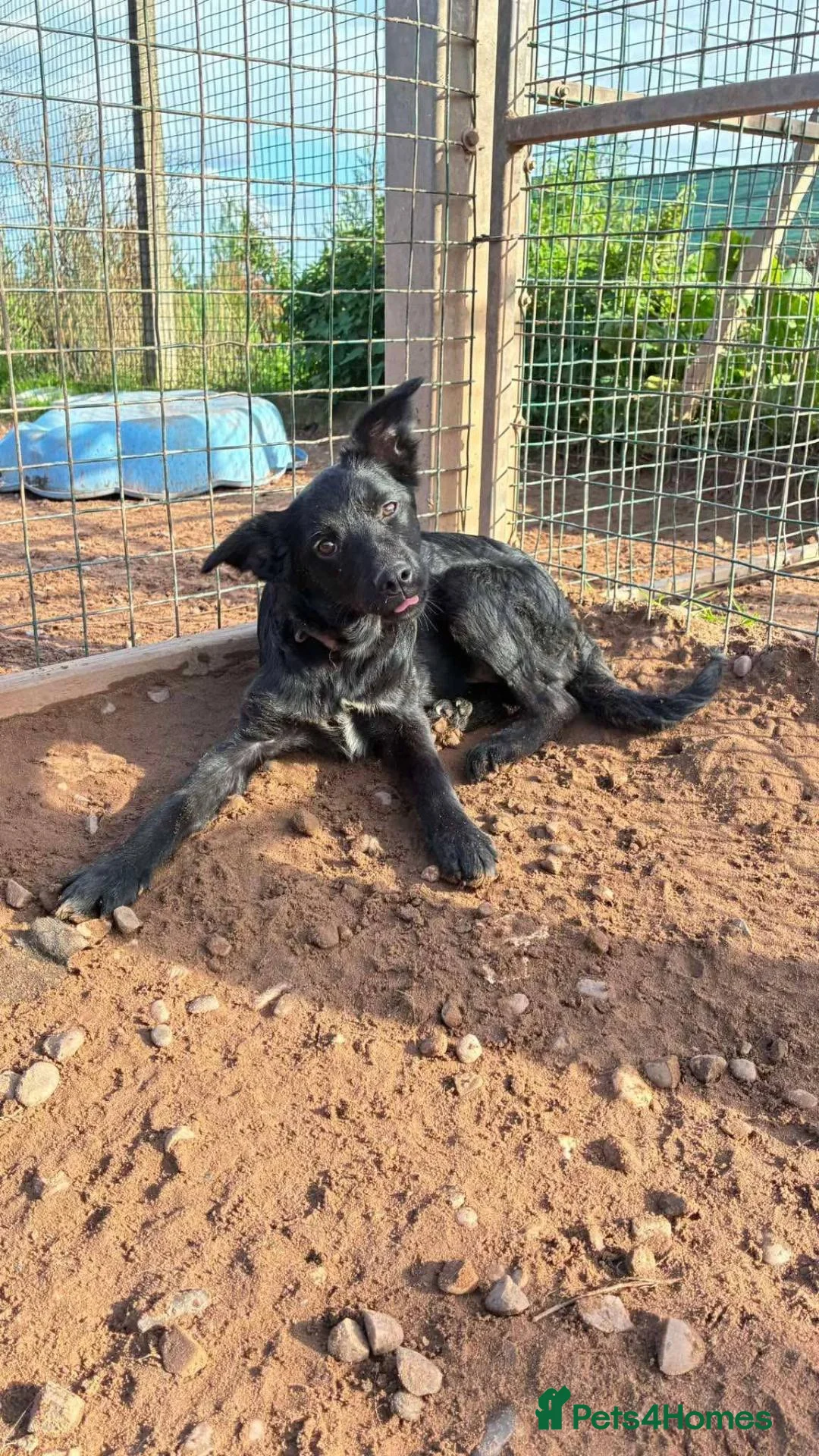 Mixed Breed dogs for adoption: Meet Lola, currently residing in Cheshire  in Nantwich - Advert 2
