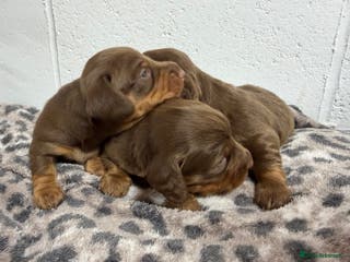 Miniature Dachshund dogs Mini dachshund 2 long haired - Advert 9