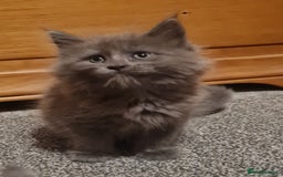 Maine Coon cats for sale: Stunning Mainecoon boys available  - Image 3