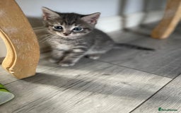 European cats for sale: Kittens for sale - Image 7