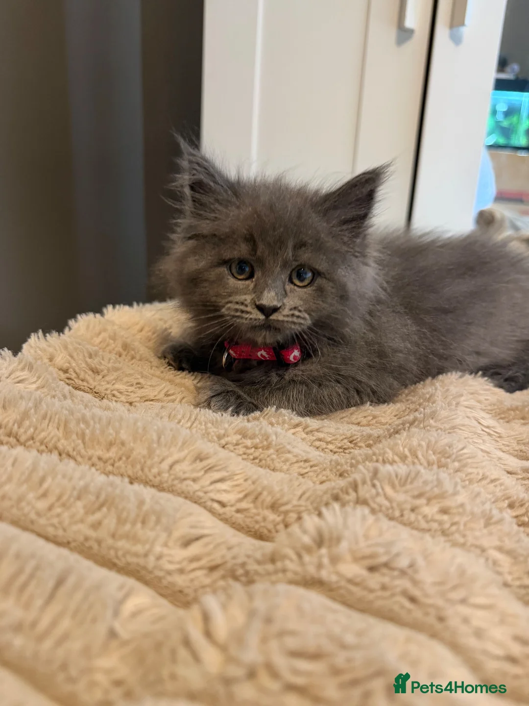 Mixed Breed cats for sale: Mainecoon x Ragdoll Kitten  - Advert 3