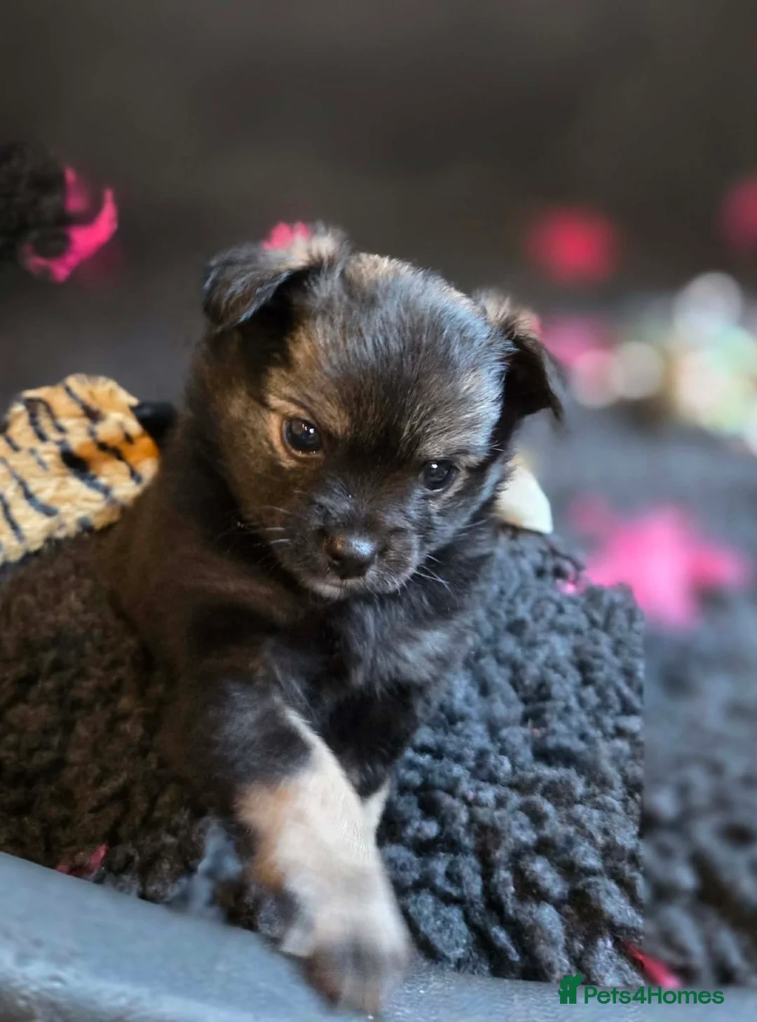 German Spitz dogs for adoption: Beautiful precious Babies  in Stroud - Advert 3