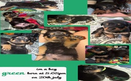 Rottweiler dogs for sale: Rottweiler Champion bloodline  - Image 26