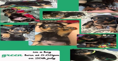 Rottweiler dogs - Advert 4
