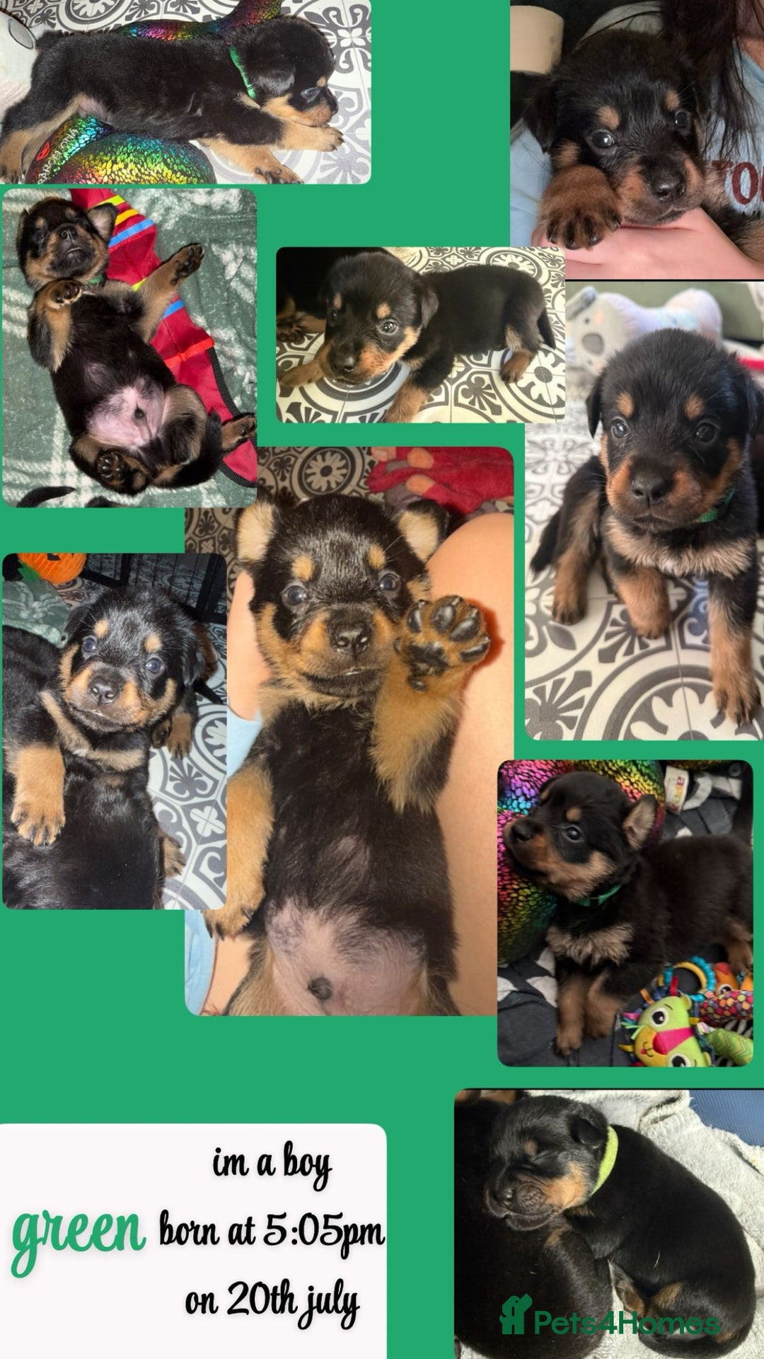Rottweiler dogs for sale: Rottweiler Champion bloodline  - Image 26