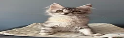 Maine Coon cats for sale: TICA Pedigree Maine coon🧬health tested - Advert 19