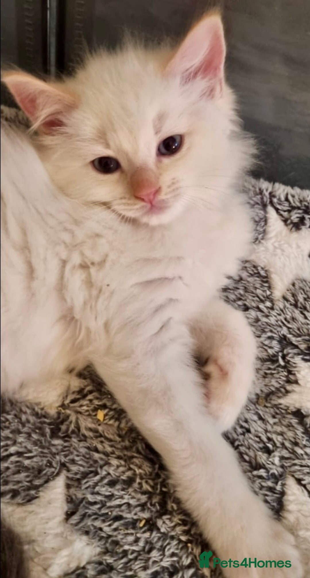 Ragdoll cats for sale: Stunning Big Rare Flame Point Ragdoll Kitten  - Image 2